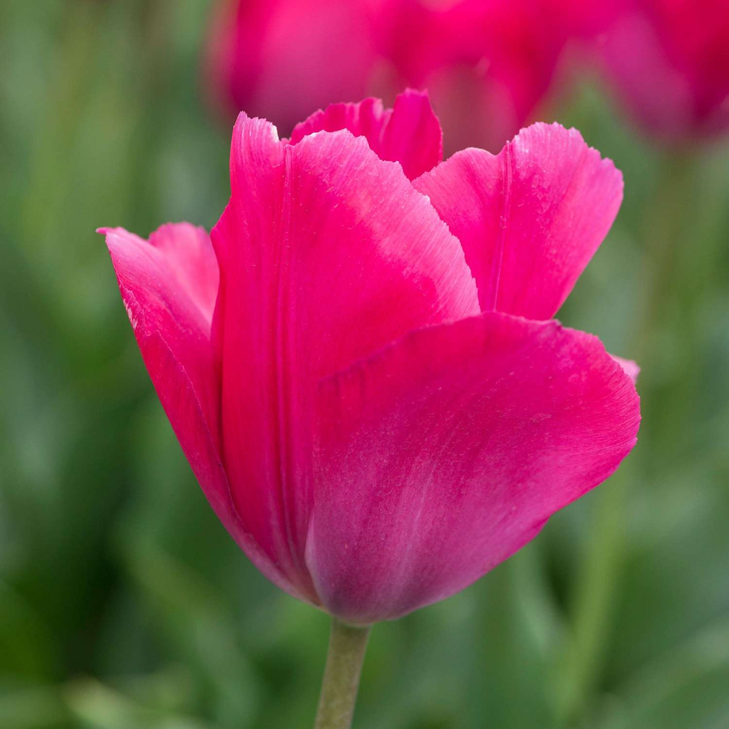 Tulipe 'Lady van Eijk'
